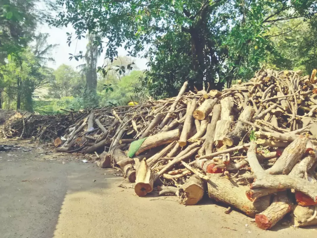 Environmental Impact PCMC to Uproot 961 Trees for Development Projects