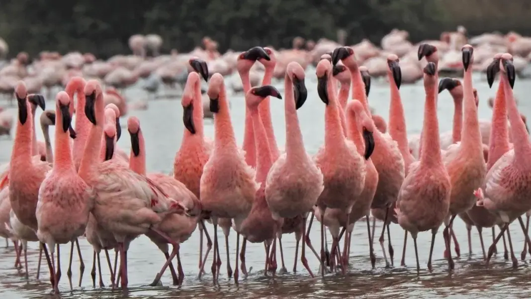 NGT Takes Action on Navi Mumbai Flamingo Crisis