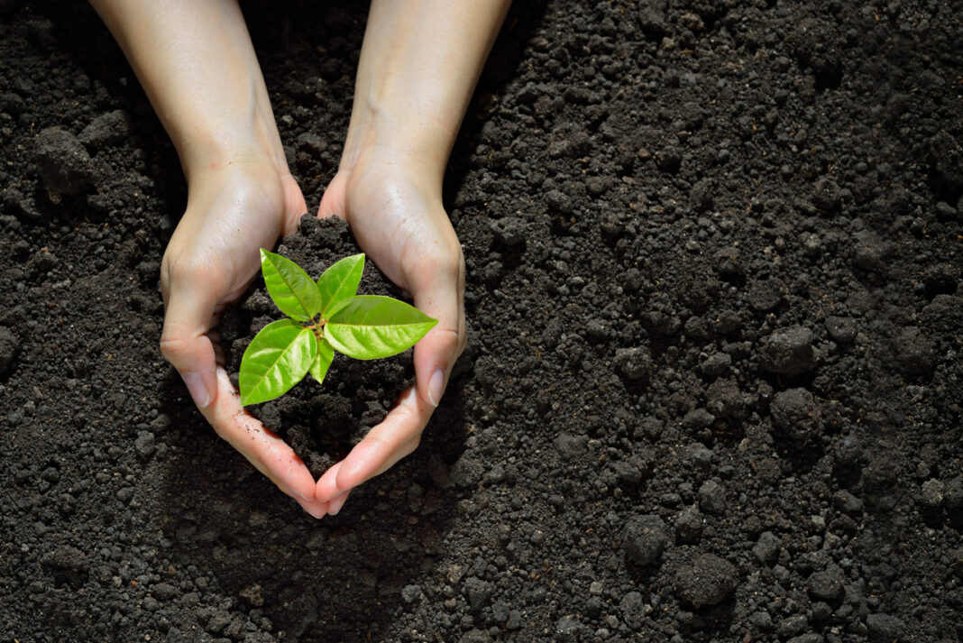Tree Planting Drive