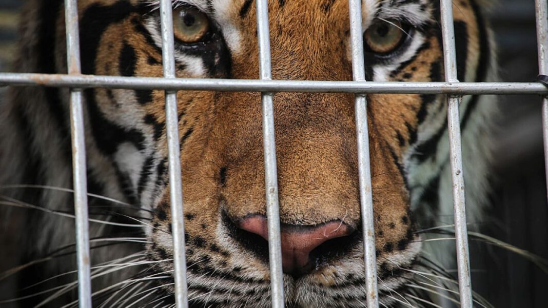 DRI Targets Online Platforms for Wildlife Trafficking