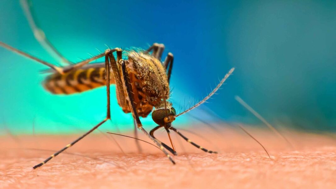 Maharashtra Sees 122% Surge in Dengue Cases, Malaria Deaths Drop 17%