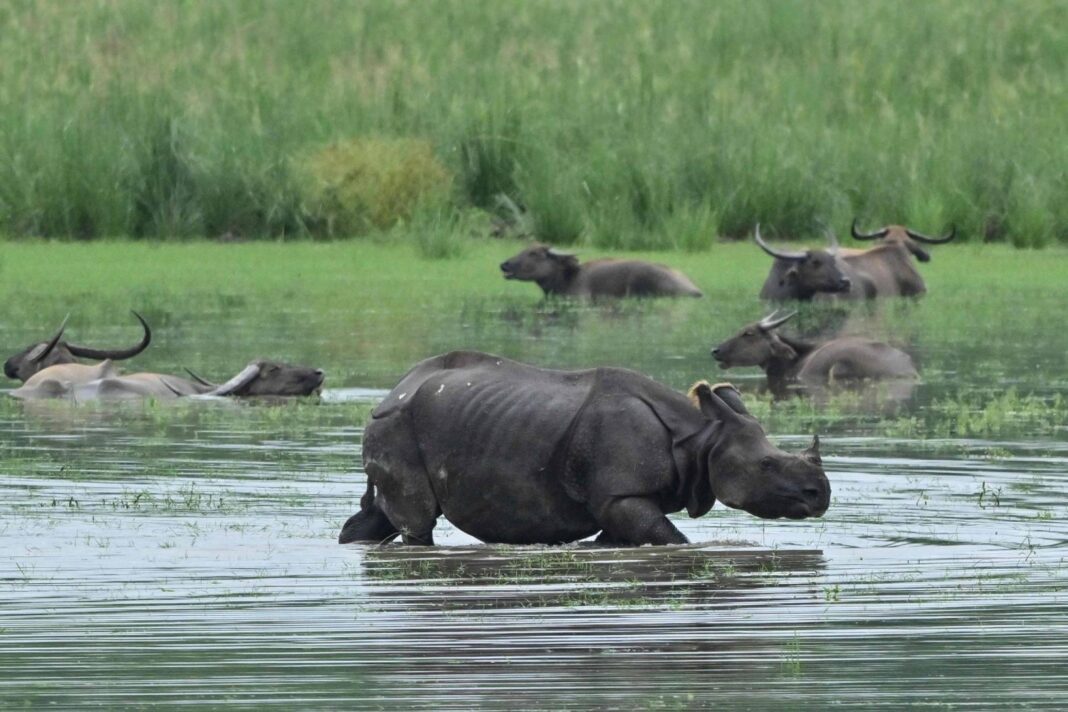 Assam's Kaziranga Park Reports 200 Animal Deaths Amidst Devastating Floods