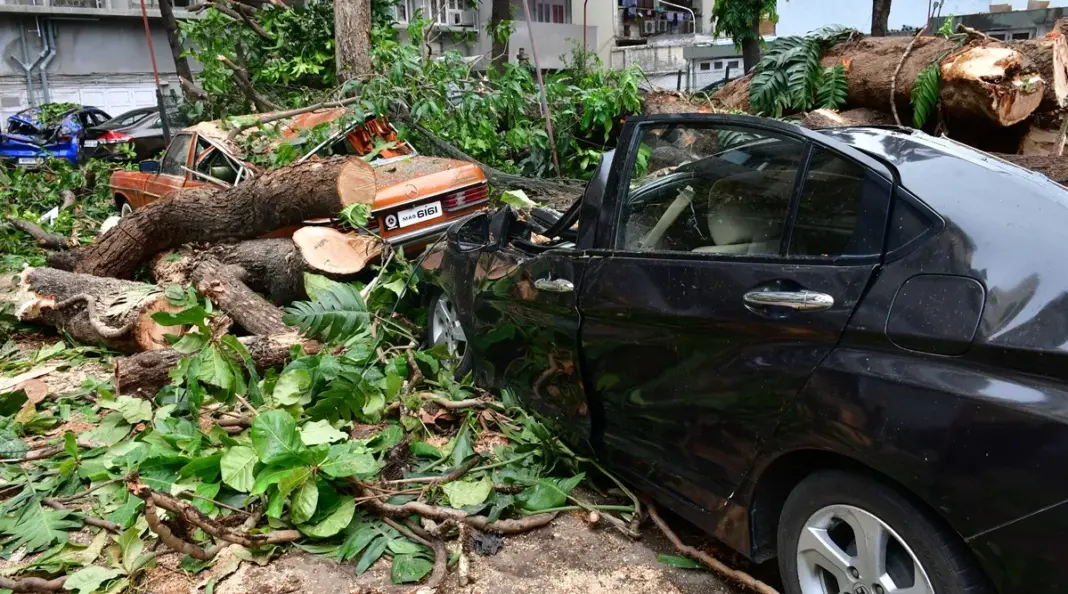 Mumbai Tree Falls Concretisation Culprits Uncovered