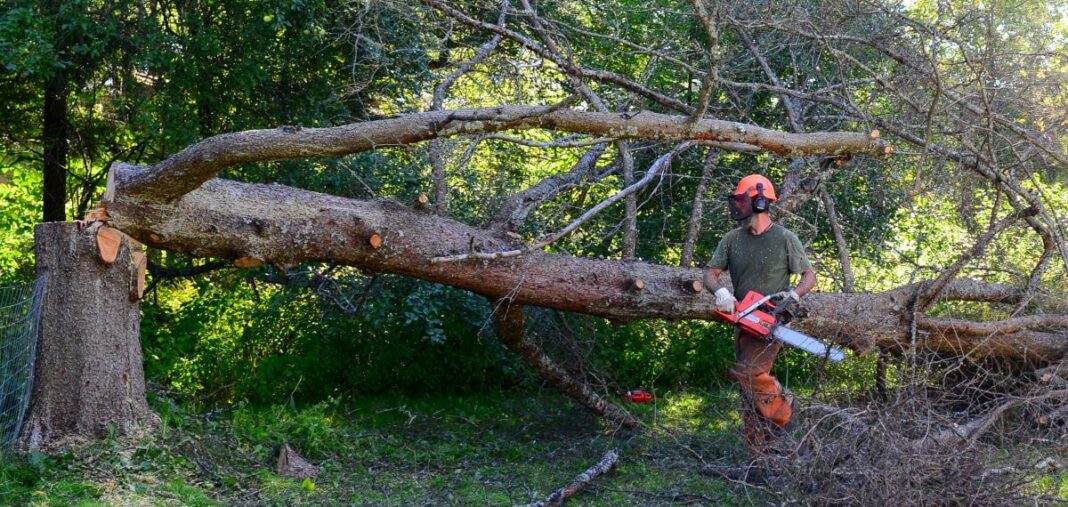 Delhi's Tree Cutting Probe Faces Legal Scrutiny
