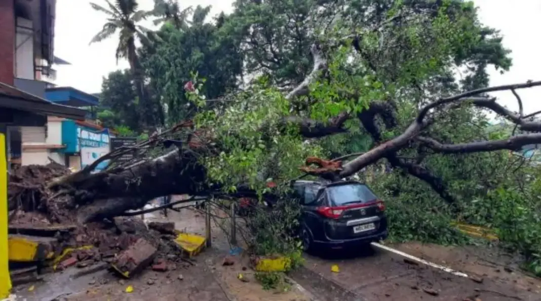 Tree Collapse Claims Another Life in Mumbai