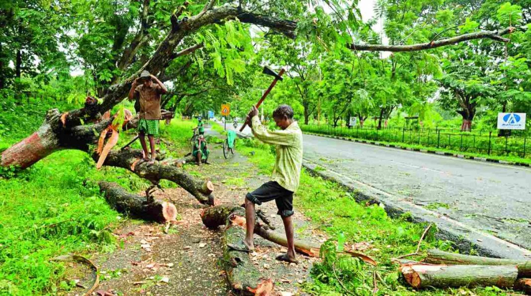 MMRC Granted Permission to Remove 3,772 Trees