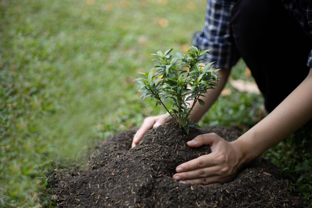 PMC’s New Moves, Road Renaming and Tree Planting