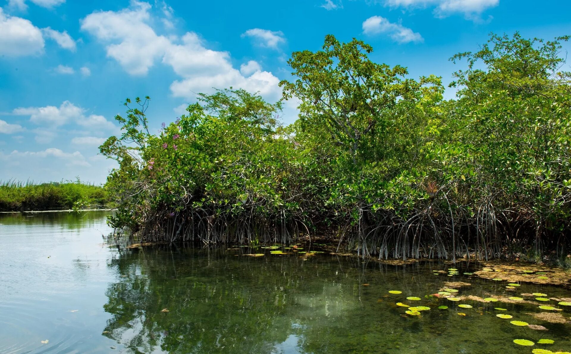 BMC Accused of Cutting 500 Mangroves in Malad
