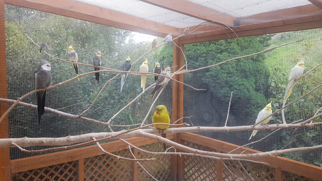 Mumbai's Green Dilemma Aviary or Essential Facilities?