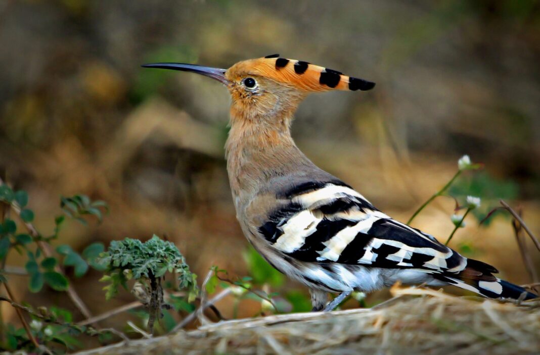 Winter Brings Spectacular Bird Migration to Pune’s Vetal Tekdi