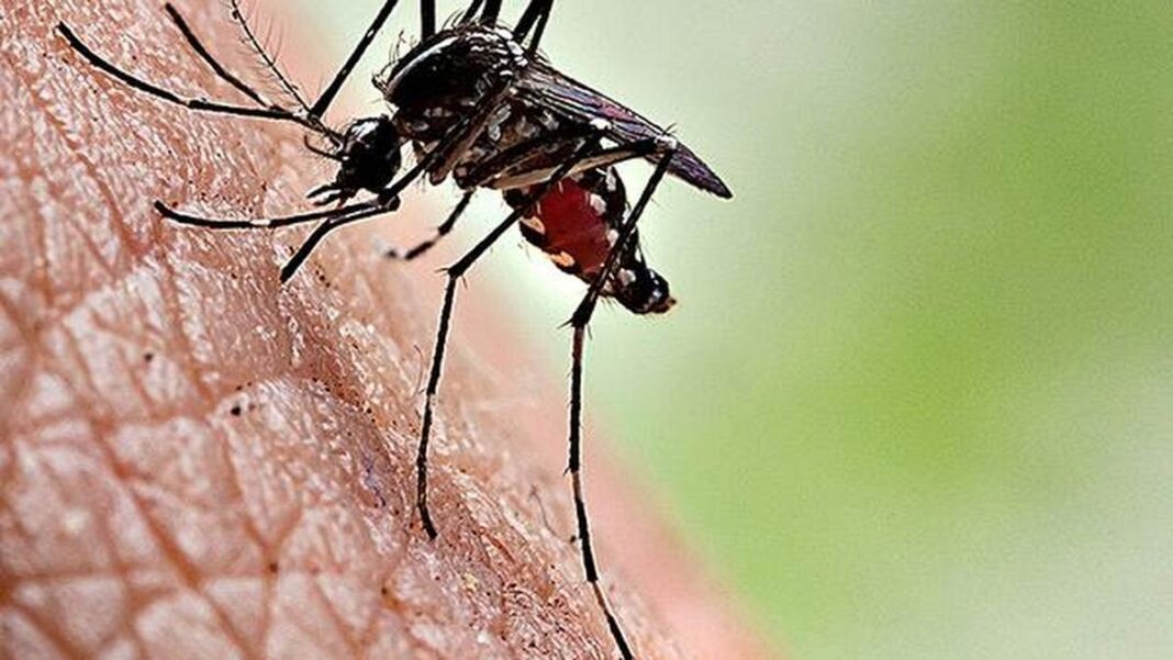 Pune Sees Sharp Drop in Dengue, Chikungunya Cases