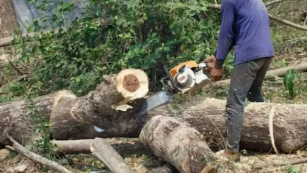 Pune’s Nigdi Residents Protest Felling of 64 Trees