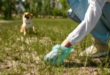 Kochi’s civic challenge Addressing pet waste in public spaces