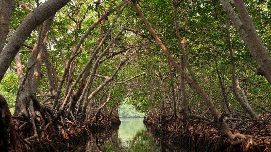 Encroachments on Mangroves Exposed in CAT's Coastal Zone Report