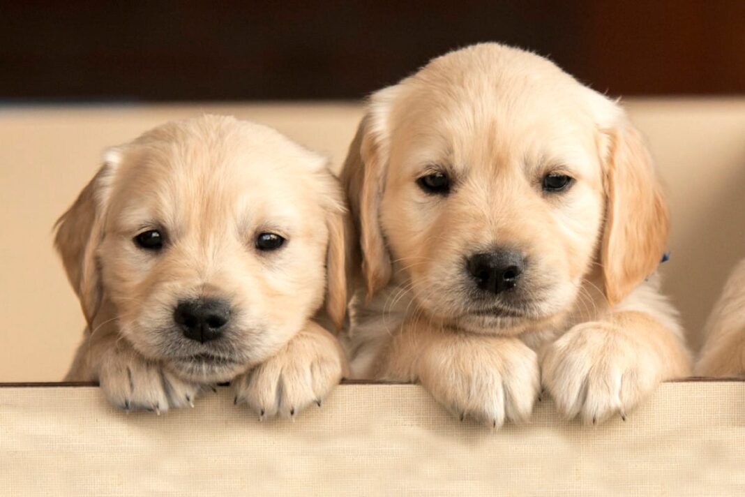 Indore Pet Diet Advisory Raises Urban Health Concerns