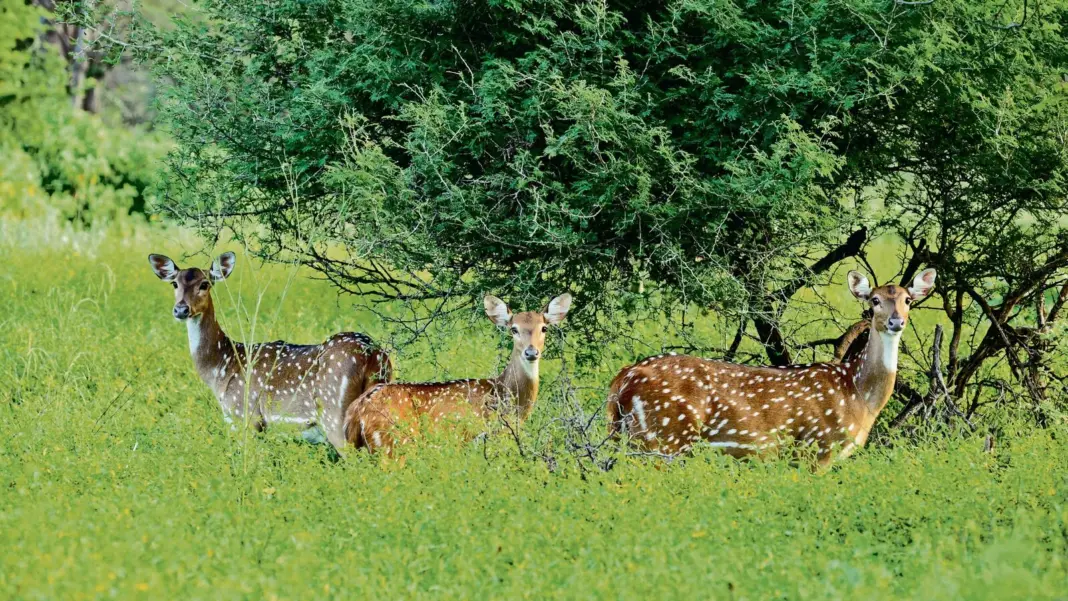 Bengaluru records a 0.59% rise in forest cover, ranking second among metros in India