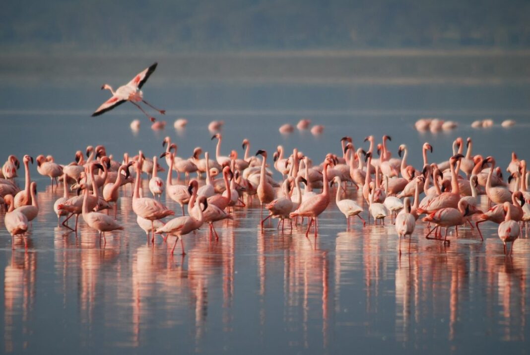 https://www.freepressjournal.in/mumbai/navi-mumbai-flamingos-return-to-panje-wetland-in-uran-environmentalists-celebrate-biodiversity-revival