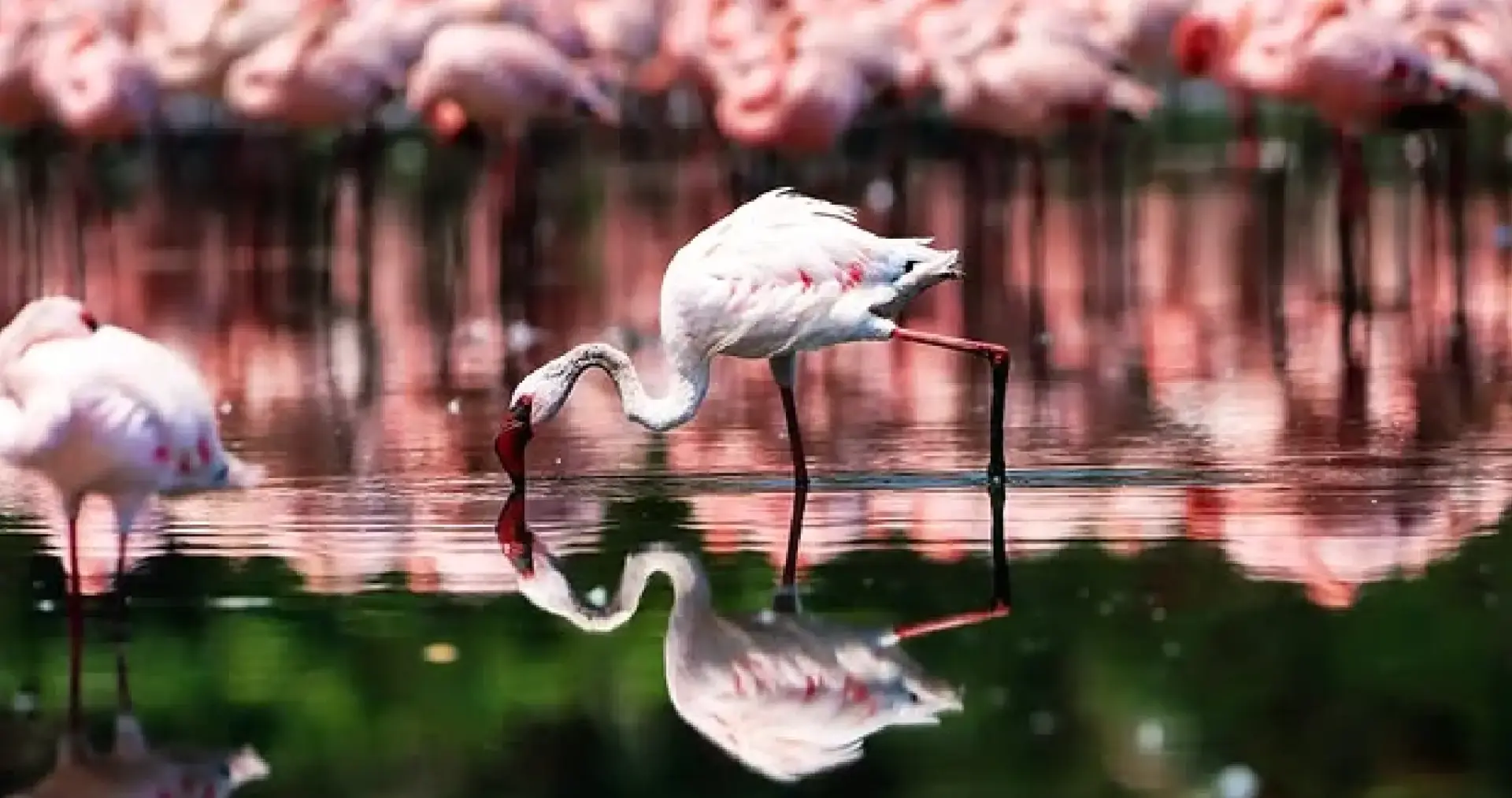 CIDCO Urged to Revive Nerul’s Flamingo Lake