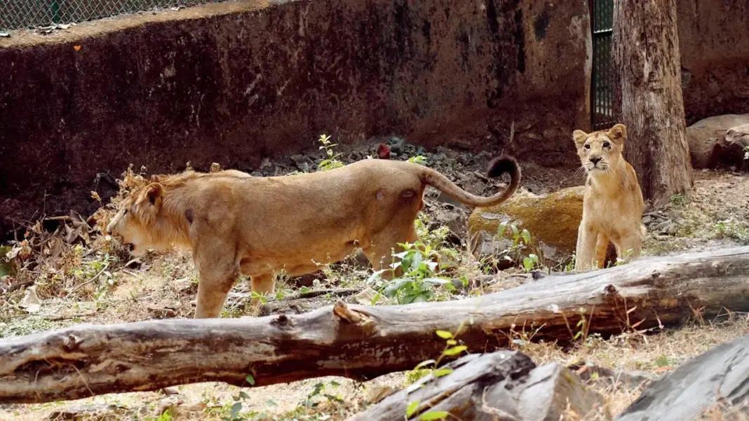 Mumbai’s SGNP Welcomes Majestic Asiatic Lions