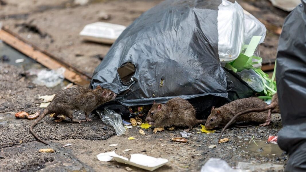 George Town Struggling Streets Garbage and Rats Threaten Civic Health