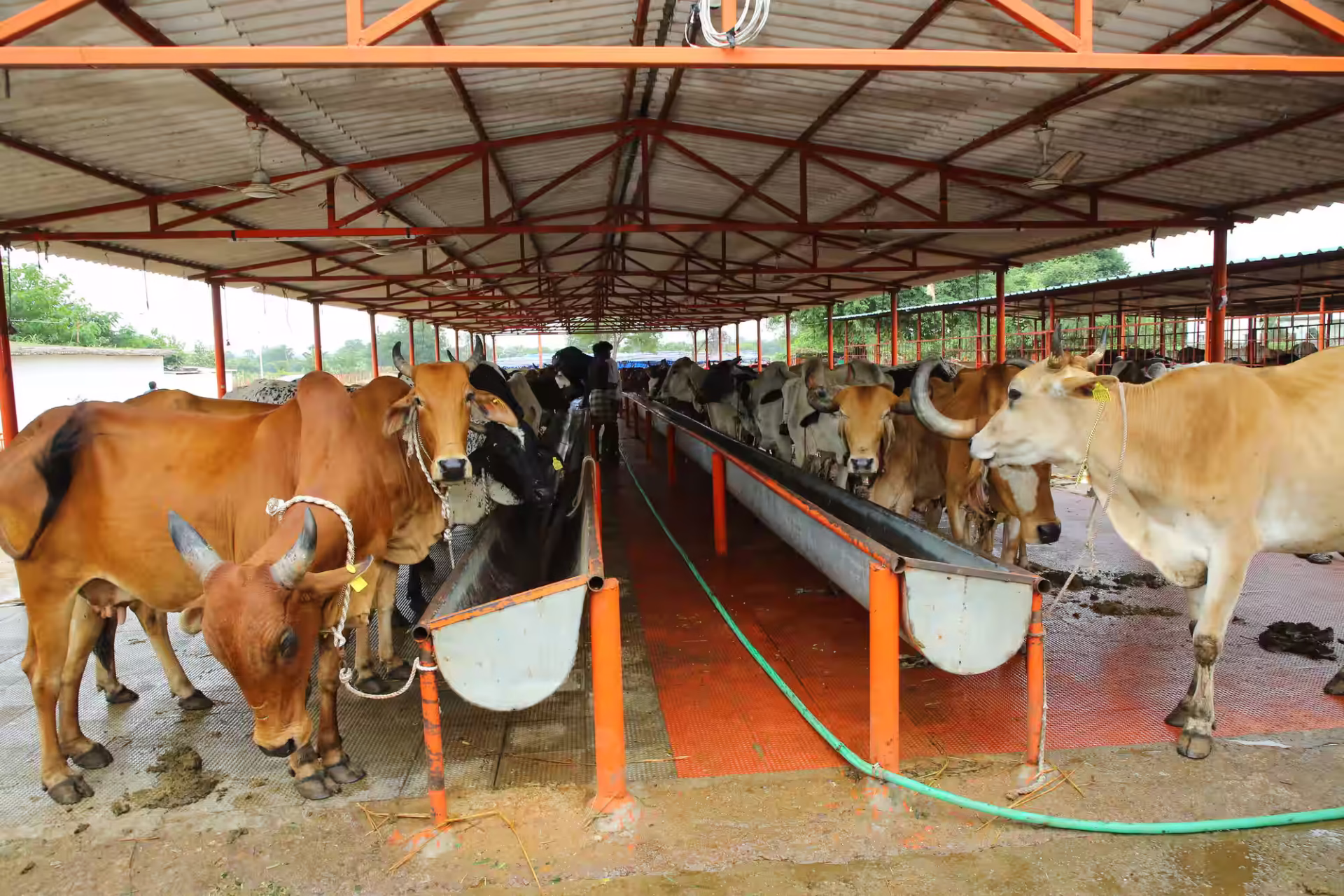 BBMP Initiative to Renovate Cattle Pound and Improve Stray Welfare