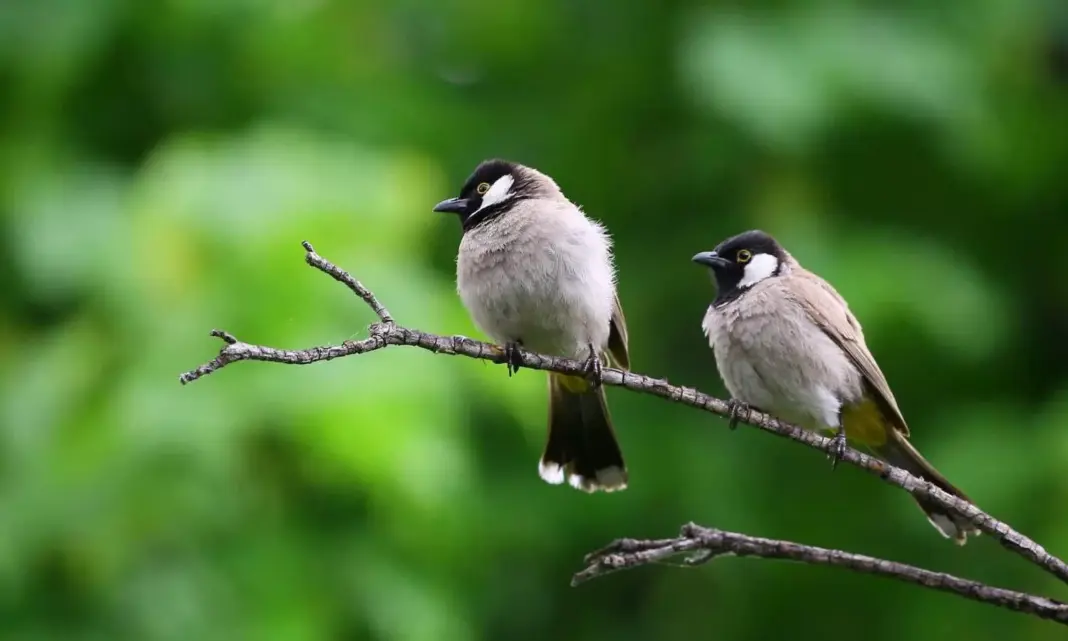 GHSPCA Takes Action to Save Birds from Chinese Manja