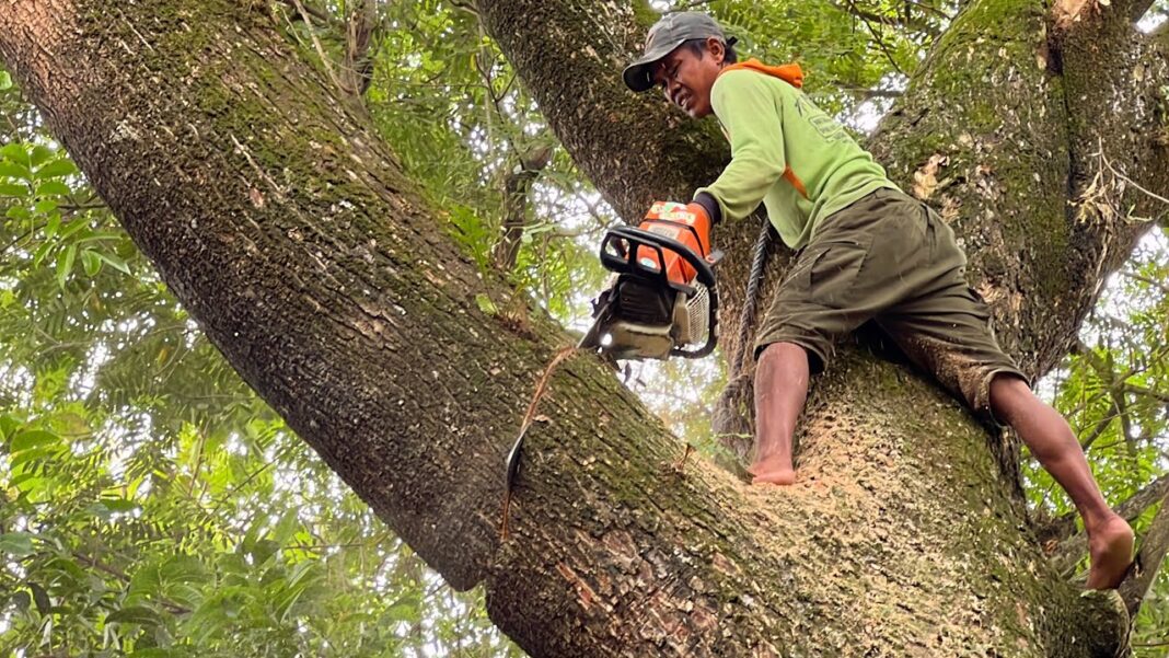 Environmental Concerns Rise Over Tree Felling for Pune Road Project