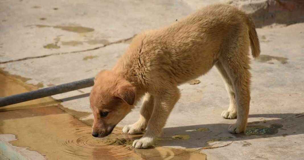 Thane Targets Rabies Eradication 10,000 Stray Dogs to Be Vaccinated by February 4