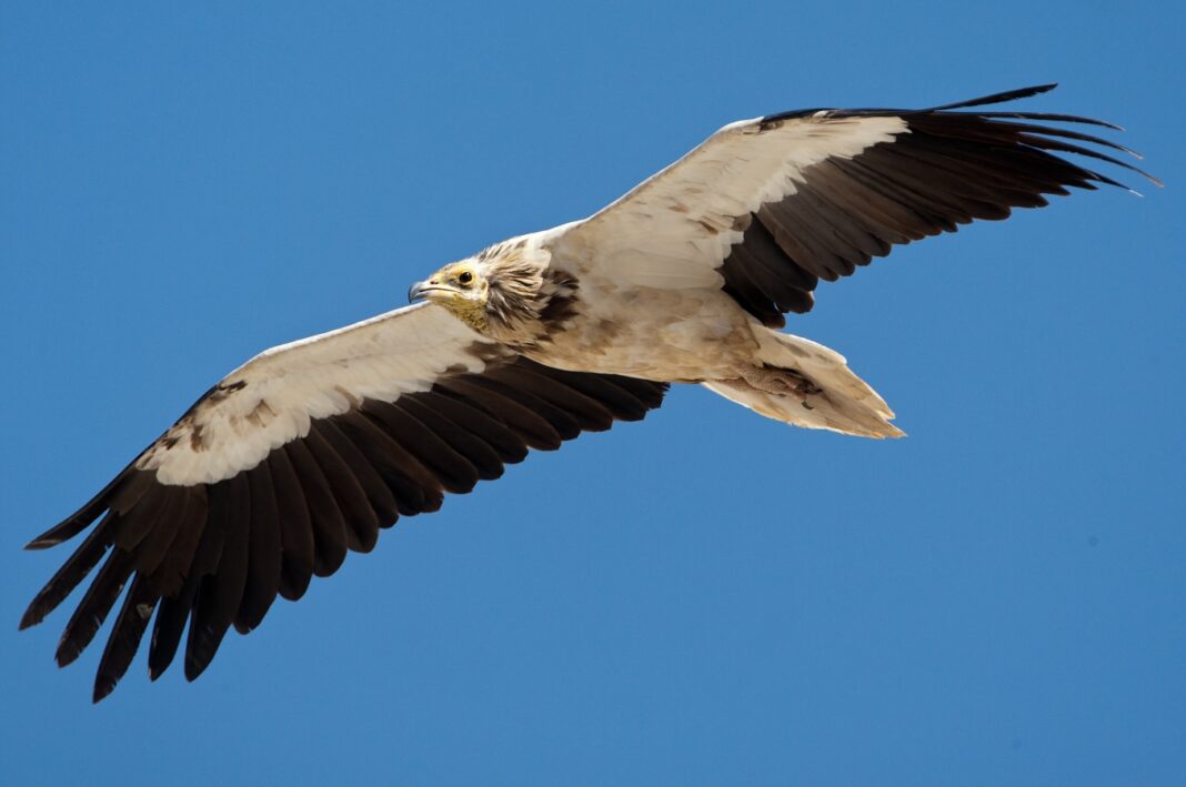 GPS-Tagged Vulture’s Incredible 4,000-Km Flight
