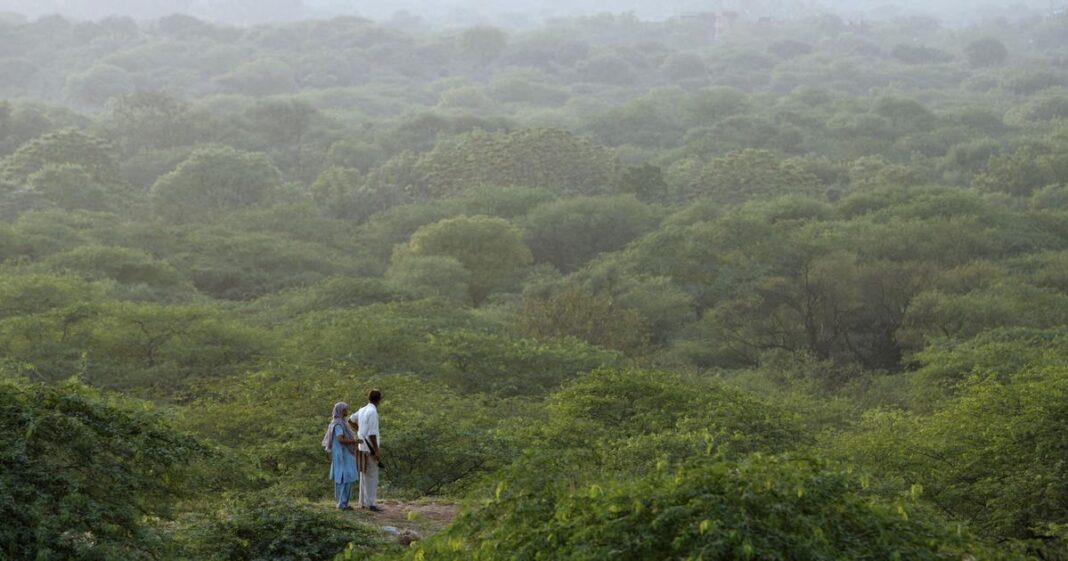 Navi Mumbai Upholds Urban Green Norms After Illegal Pruning