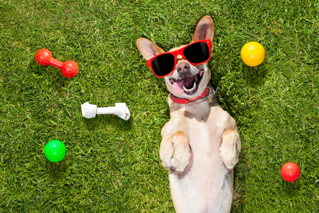 Mumbai’s Juhu Beach Welcomes Pet-Friendly Park