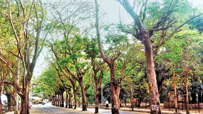 NMMC to Safeguard Nerul Trees by Removing Concrete Enclosures