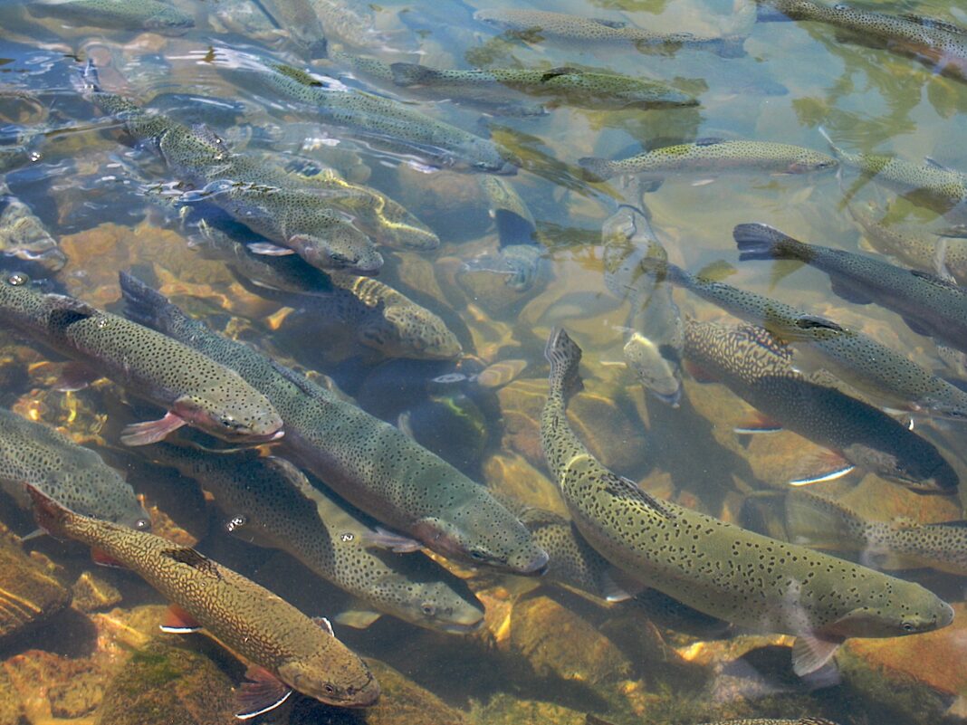 Why Trout from Himachal Pradesh Commands a High Price The Secrets Behind Its Taste