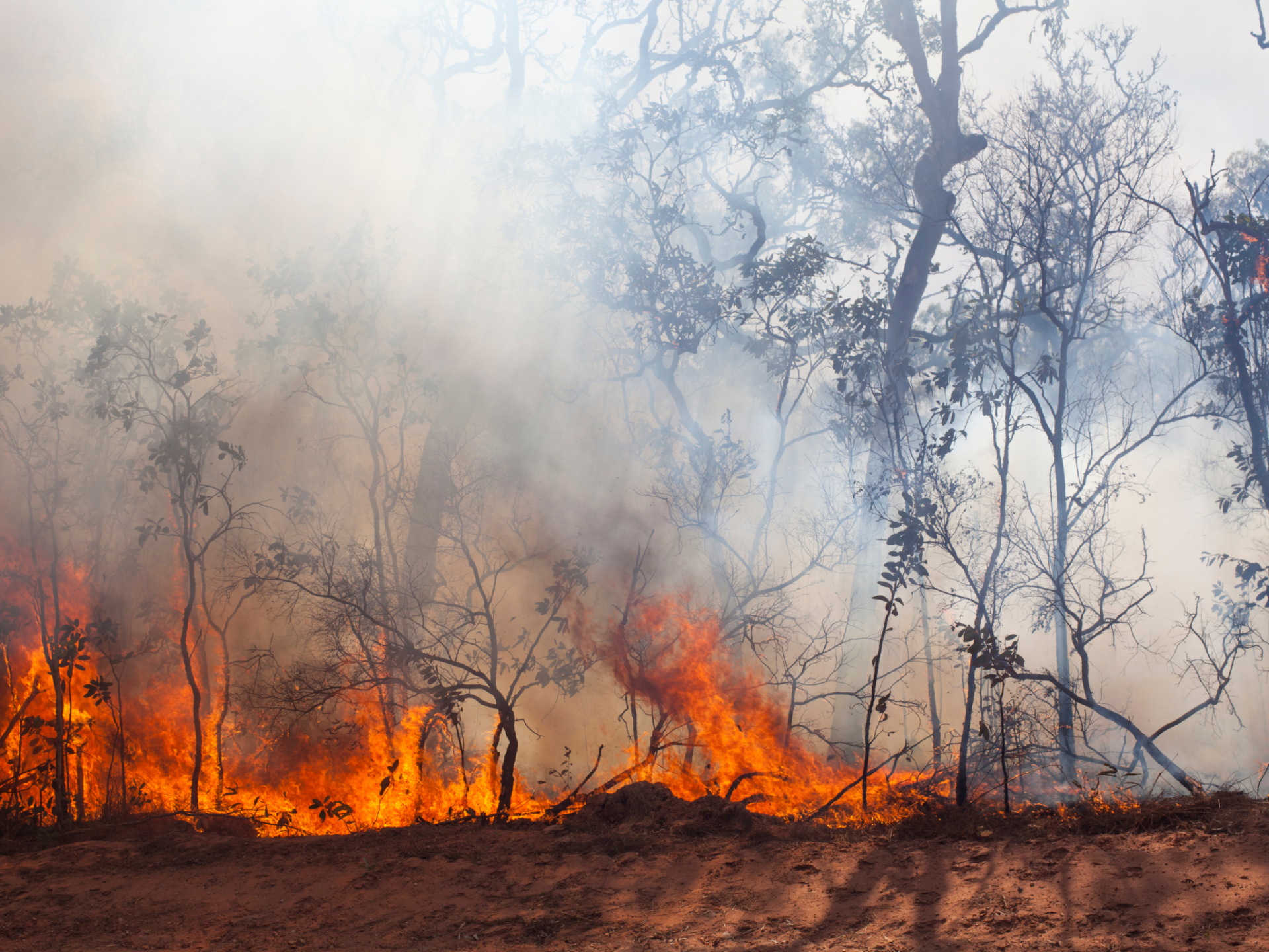 Alarming Rise in Maharashtra Forest Fires Amid Soaring Temperatures