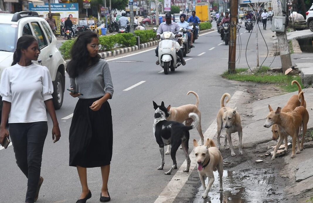 GHMC Petitions HC to Tackle Hyderabad Growing Stray Dog Menace