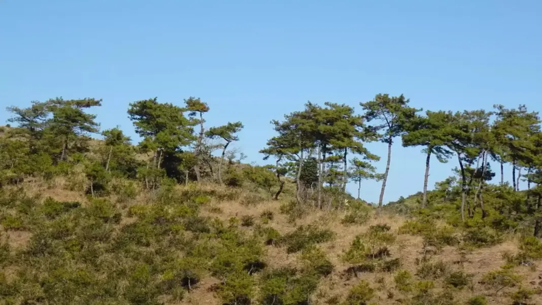 Trees Cannot Keep Up with Climate Change, Study Finds