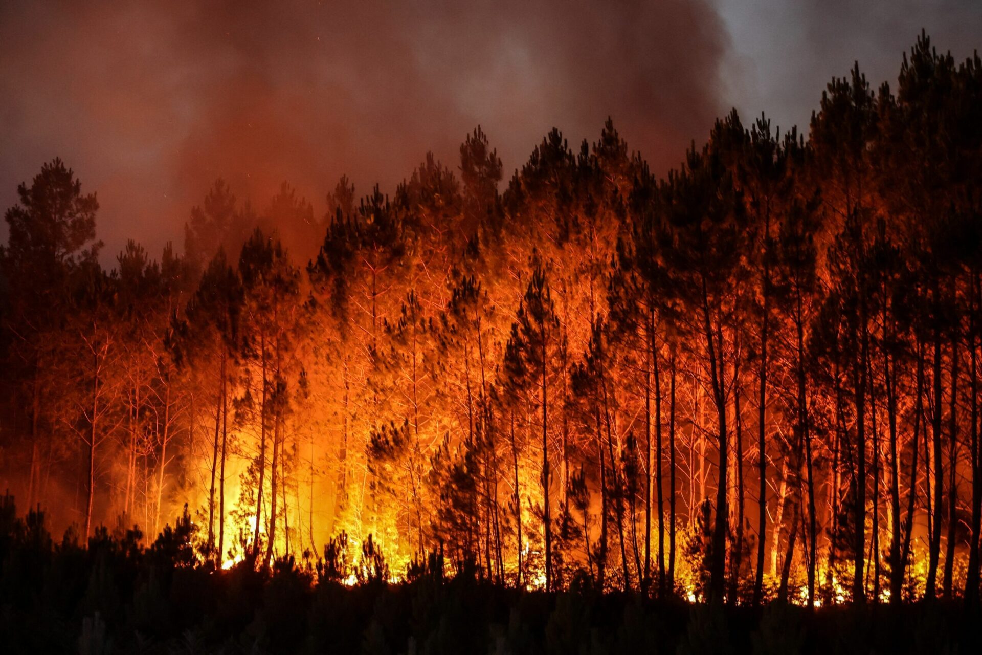 Wildfire Analysis in India Needs Urgent Attention