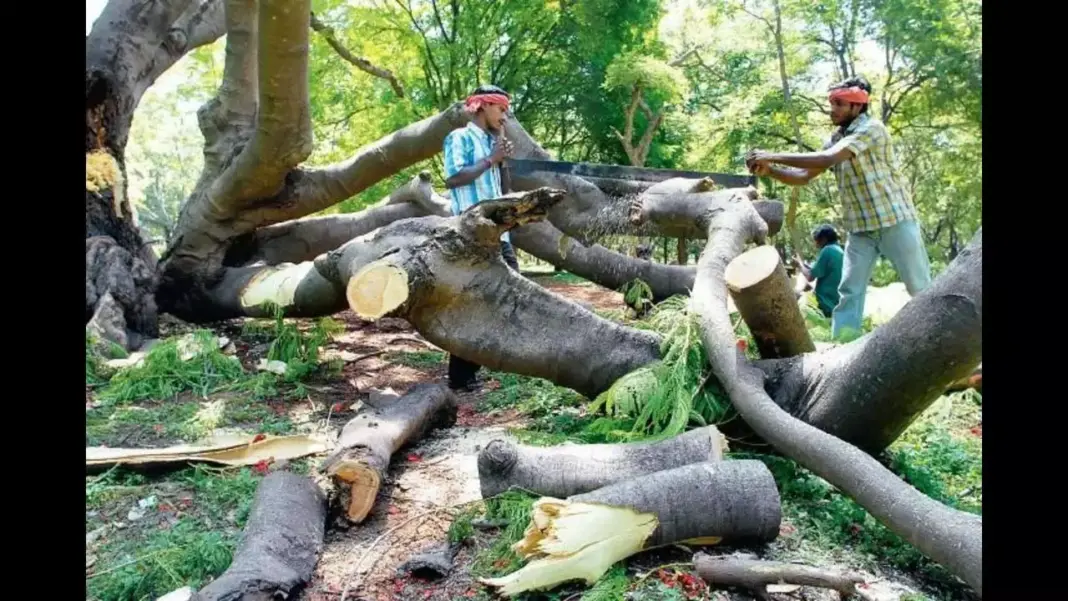 MMRDA Faces Backlash Over Cutting 10,000 Trees