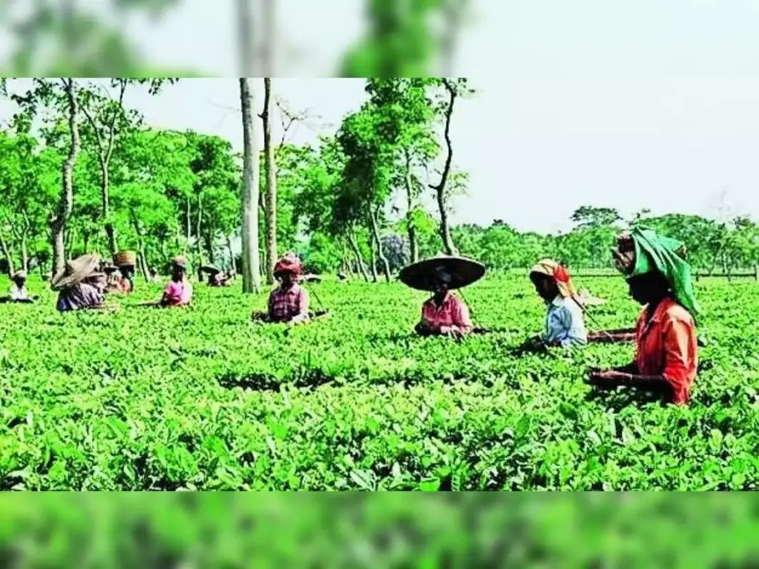 Assam Launches AI and Blockchain Tea Auction System