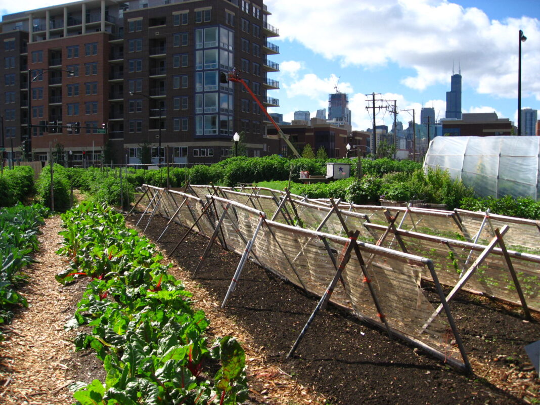 Urban Farming Boosts Food Security in Cities