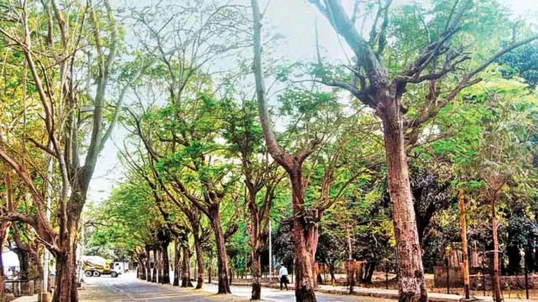 MMRDA Plants 25000 Trees in Mira Bhayandar for a Greener Future