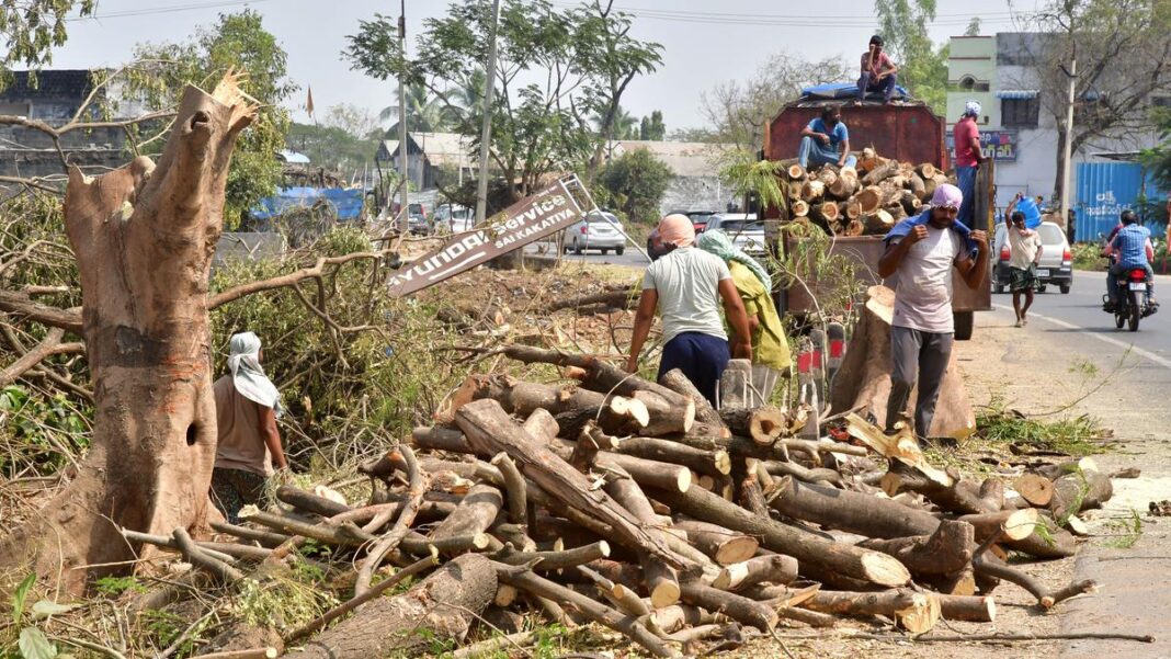 Telangana Loses 12 Lakh Trees and 11422 Hectares of Forest Land