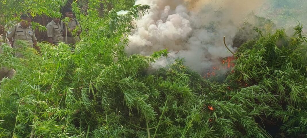 Authorities destroy cannabis fields in Dhule