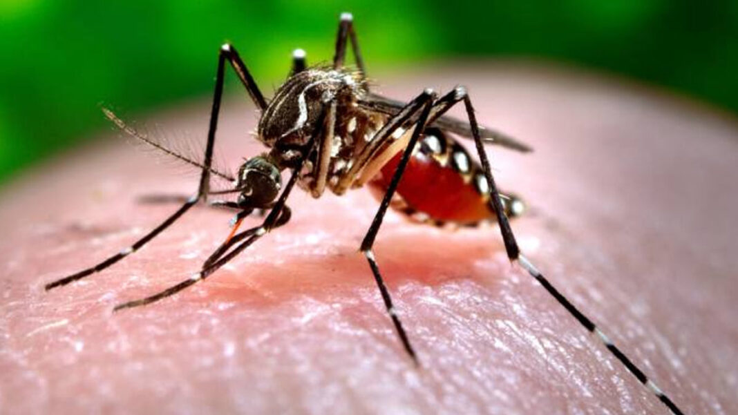 Bengaluru Takes Action to Combat Rising Dengue Cases