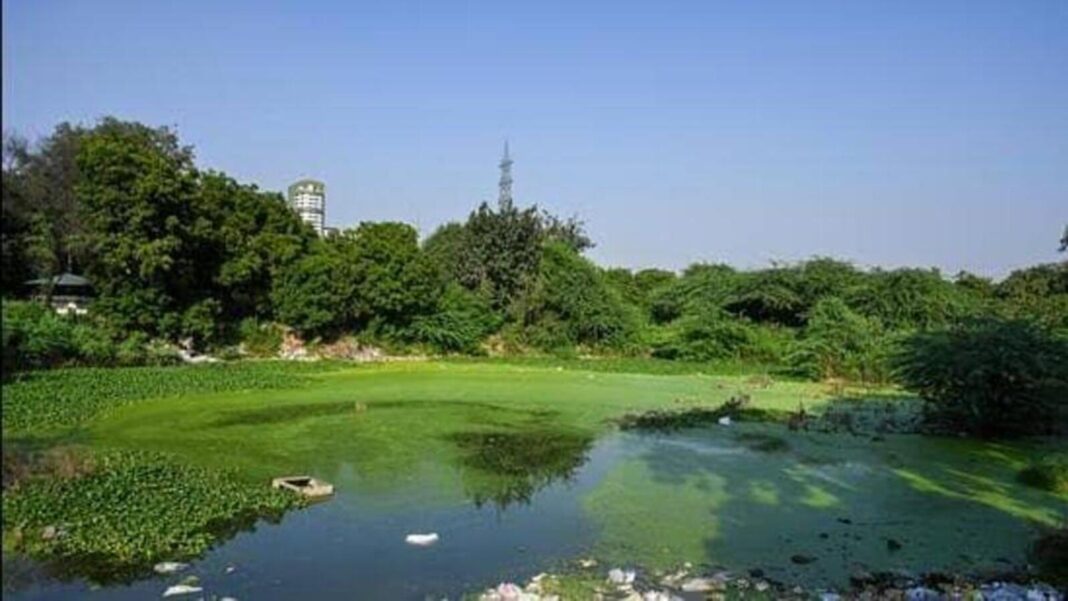 Delhis Wetland Restoration Effort Finds Success
