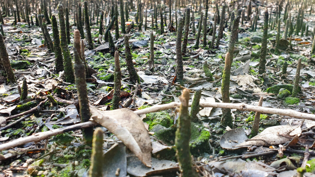 Ecological heritage under fire as Mumbai mangroves burnt and Thane lands poisoned