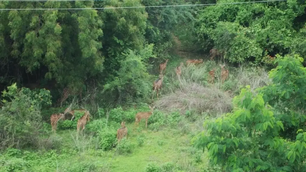 Hyderabad Faces Growing Concerns Over Loss of Urban Green Patches