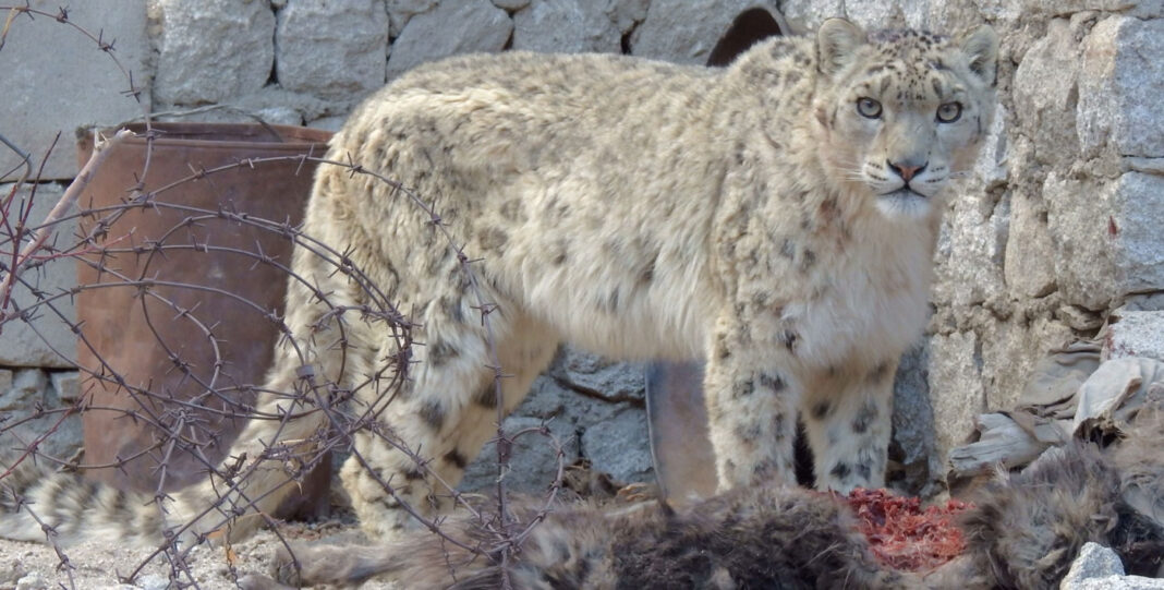 Mandauli Village Paralyzed by Leopard Threat