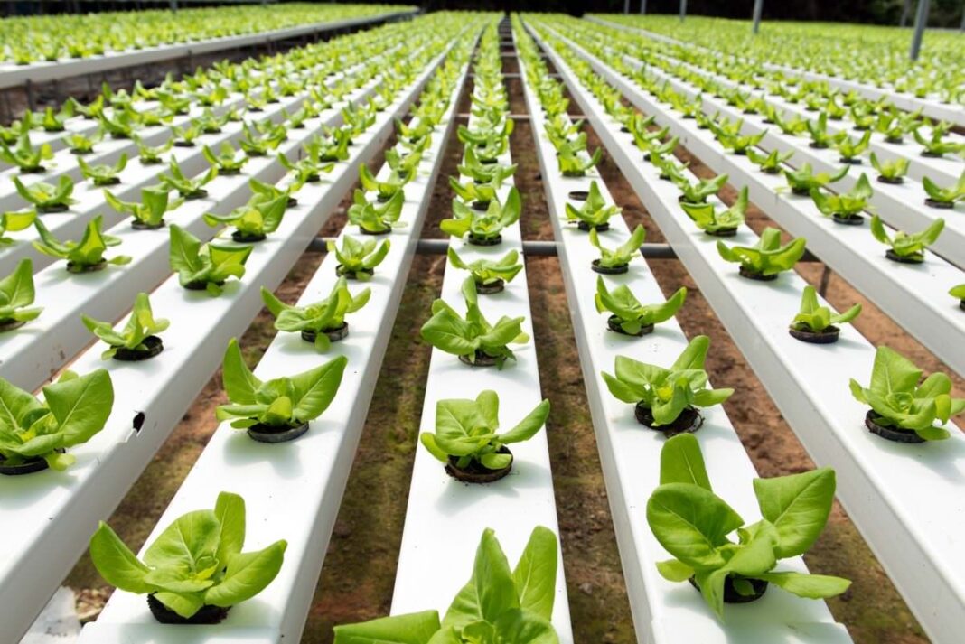 Vertical Farming: India’s Future for Sustainable Food Production