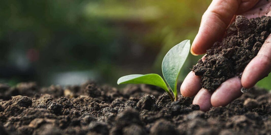 Mangaluru Aims for 30% Green Cover by 2040